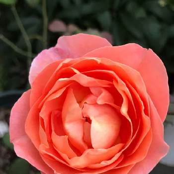 バラの小道の画像 by pipiさん | 玄関とパットオースチンとバラの小道と春の花の香りに癒されたいと今日のお花とオレンジのバラと我家の花達