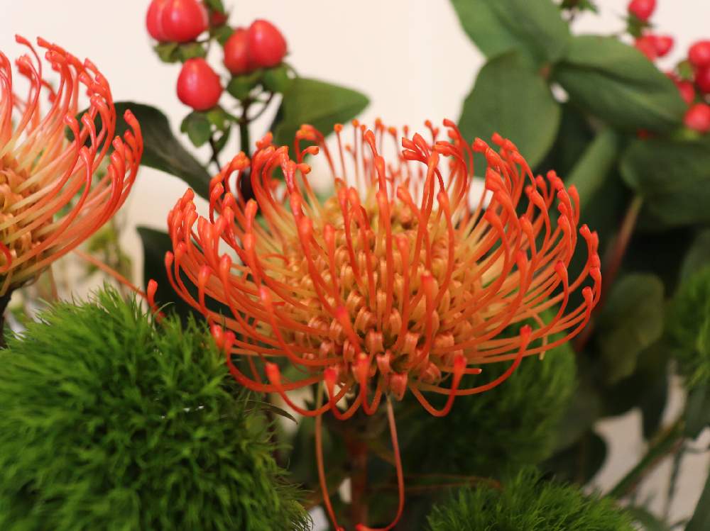 プロテアの投稿画像 By Moonchさん 部屋と切り花とpwフォトコンと切り花とpwフォトコン 月7月31日 Greensnap グリーンスナップ Greensnap グリーンスナップ