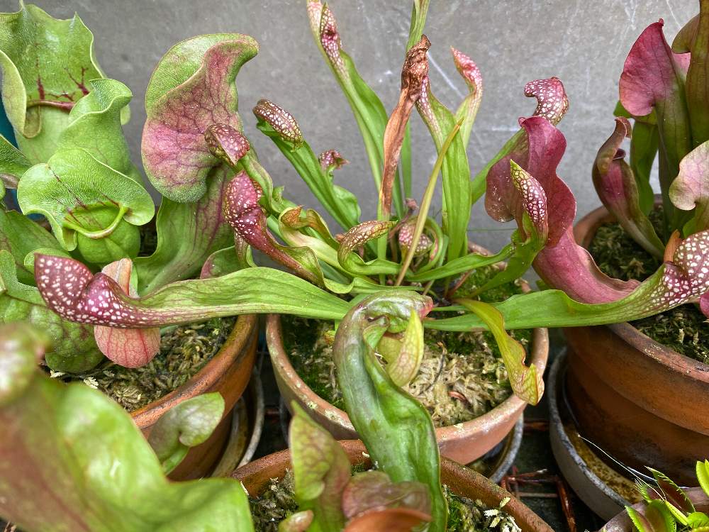 サラセニア スカーレットベルの投稿画像 By Bukkieさん ボタニカルライフと植物男子と食虫植物と山野草男子と山野草とお庭のお花とおうち園芸と緑のある暮らしとお庭の植物とガーデニングと花のある暮らし 月7月31日 Greensnap グリーンスナップ