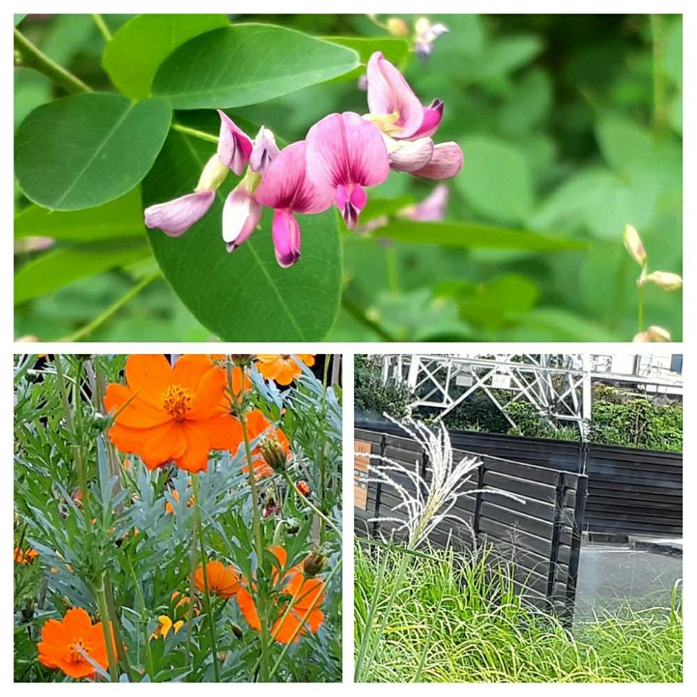 黄花コスモスの投稿画像 By さくら貝さん はぎとすすき ススキ とお花と花びらと道端とスマホ撮影 月7月31日 Greensnap グリーンスナップ