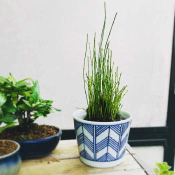 姫トクサの投稿画像一覧 Greensnap グリーンスナップ