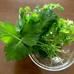 水耕栽培,収穫,野菜 水耕栽培,家庭菜園奮闘日記,ホームハイポニカの画像