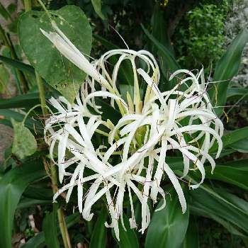 クリナム ハマユウ の投稿画像一覧 Greensnap グリーンスナップ