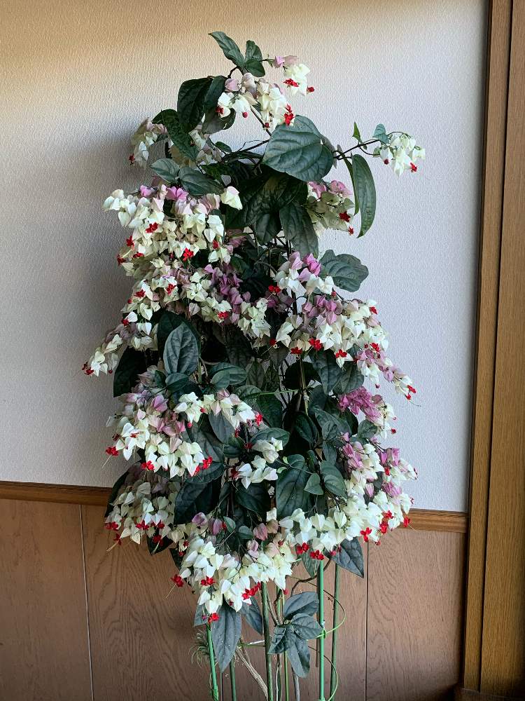 源平カズラの投稿画像 By キムチさん 三女さんと山形と可愛い とワインカラーと小さな幸せ とモコモコにと植中毒と花のある暮らし 月7月31日 Greensnap グリーンスナップ