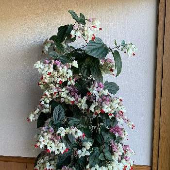 モコモコにの画像 by キムチさん | 窓辺と源平カズラと三女さんと山形と可愛い！！とワインカラーと小さな幸せ❤とモコモコにと植中毒と花のある暮らし