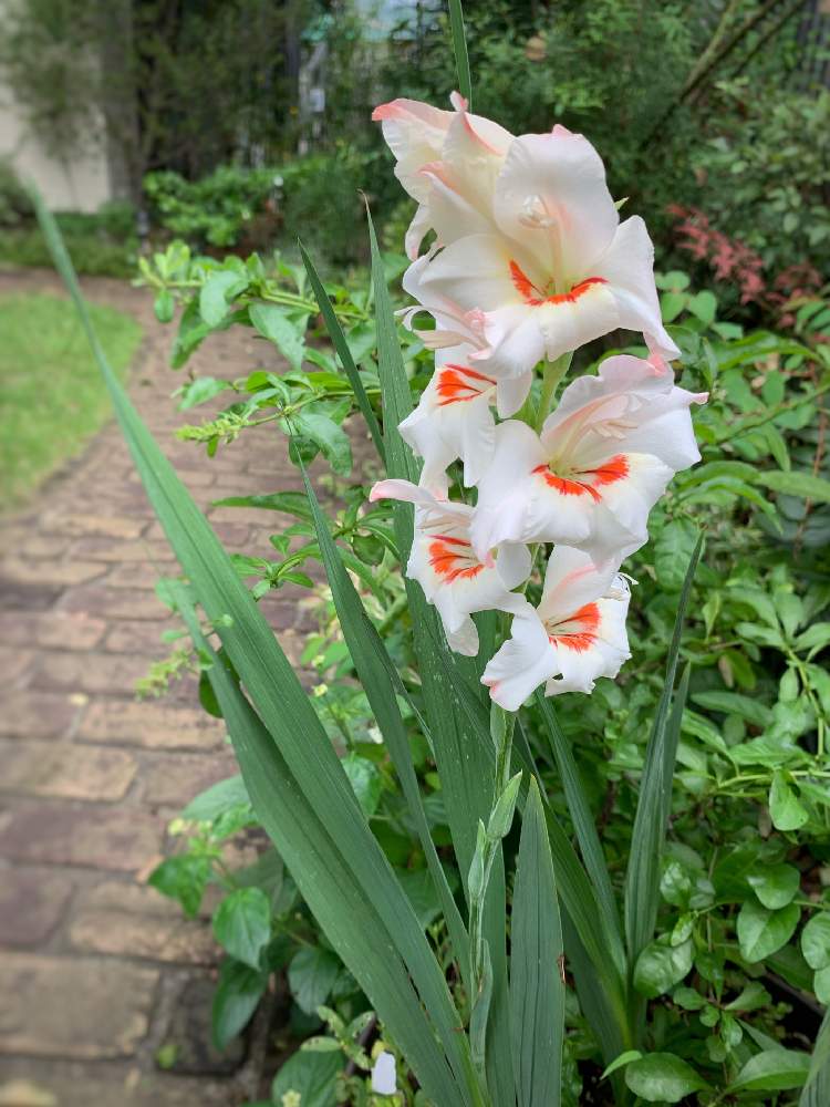 グラジオラスの投稿画像 By Tamagopanさん 花のある暮らしとお庭の花たちとグラジオラス と球根から 月7月31日 Greensnap グリーンスナップ