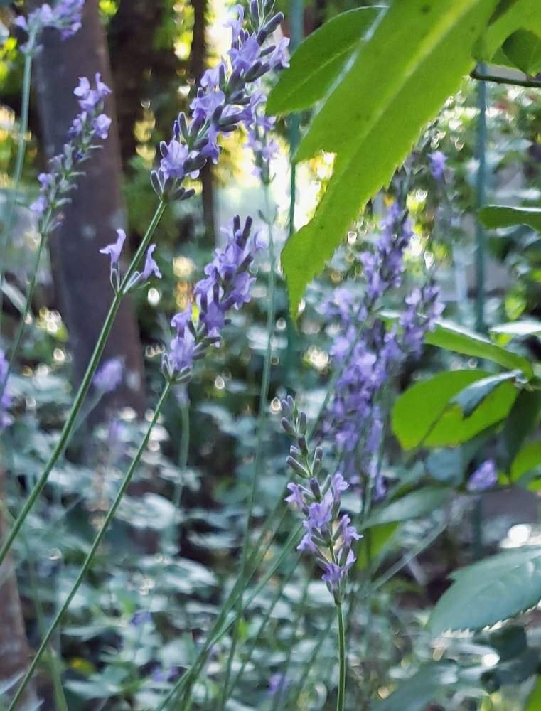 ラベンダーグロッソの投稿画像 By Keiraさん いい香り とラベンダー とラベンダーグロッソ とおうち園芸 月7月31日 Greensnap グリーンスナップ