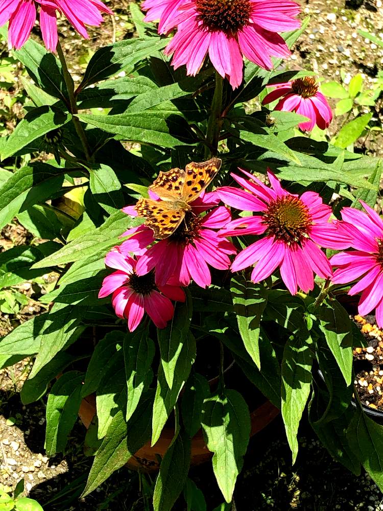 エキナセアの投稿画像 By エリコさん キタテハ 蝶 月7月31日 Greensnap グリーンスナップ