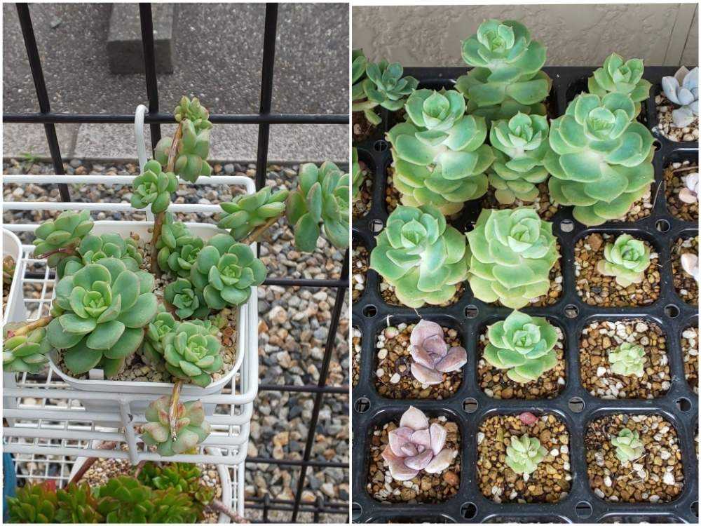 070 みどり牡丹の生長記録 2022.05.19更新｜🍀GreenSnap
