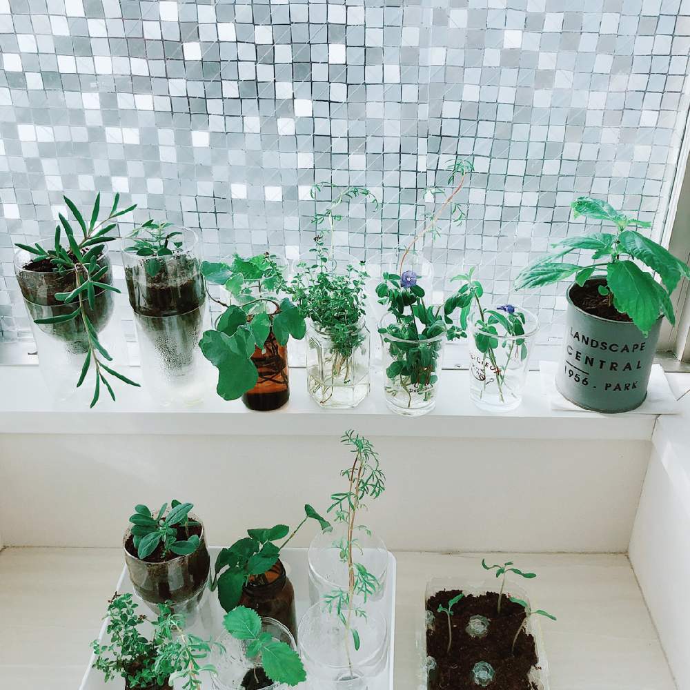 多肉植物の投稿画像 By ちょこさん ペットボトルとハイドロカルチャーと青い花と挿し木とおうち園芸とpwフォトコンとハーブと青い花大好き 月7月31日 Greensnap グリーンスナップ