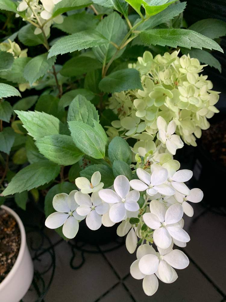 ボブシェルの投稿画像 By Soraさん 観察とお花が癒しと鉢植えのお花と初心者と私の癒しとアジサイ ノリウツギとおうち園芸と可愛いとノリウツギ ボブシェルと花のある暮らしとお花 月7月31日 Greensnap グリーンスナップ ボブシェルの投稿画像 By Soraさん 観察とお花が癒しと鉢植えのお花と初心者と私の癒しとアジサイ ノリウツギとおうち園芸と可愛いとノリウツギ ボブシェルと花のある暮らしとお花 月7月31日 Greensnap グリーンスナップ