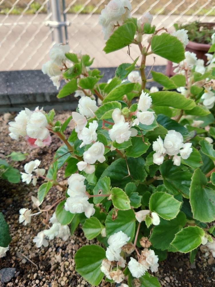 ベゴニア の投稿画像 By せんさん 私の職場と八重咲きベゴニア と八重咲ベゴニア白 月7月31日 Greensnap グリーンスナップ