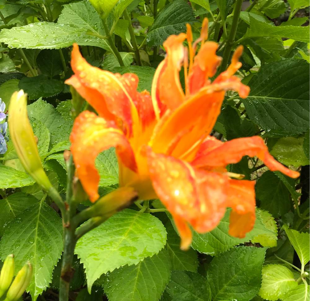 ヤブカンゾウの投稿画像 By みみさん ガーデニングと花のある暮らしとオレンジ色の花とおうち園芸 2020月7月31日 Greensnap グリーンスナップ