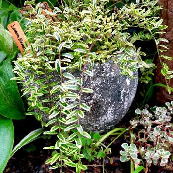 ロニセラ レモンビューティの投稿画像一覧 Greensnap グリーンスナップ