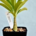 パキポディウム デカリー Pachypodium decaryi - Special Plants