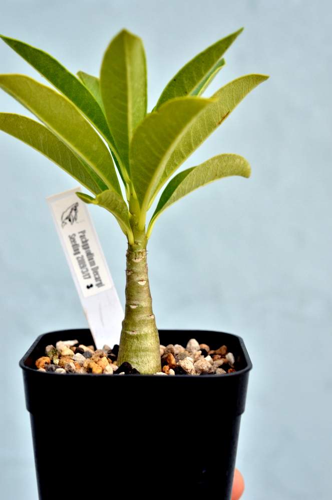 最高級 パキポディウム デカリー 植物/観葉植物 - education.semel