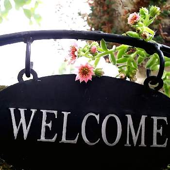 センペルビウムのお花の画像 by ひかりーさん | 玄関とかわいい❤と梅雨明けとセンペルビウムのお花と夏がやってくる！
