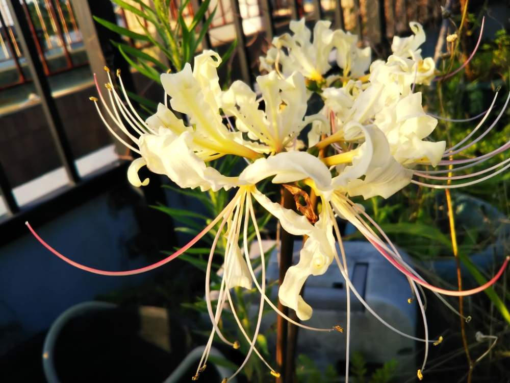 ダイヤモンドリリーの投稿画像 By 南の風さん ネリネ ダイヤモンドリリーと屋上ガーデンとおうち園芸とヒガンバナ科と球根と南アフリカ球根 月7月31日 Greensnap グリーンスナップ