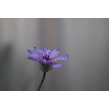 ７月の花の画像 by 我楽多さん | 小さな庭とカタナンケと７月の花とOM-D E-M1ⅡとOLY 17mm F1.2