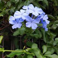 ルリマツリの画像