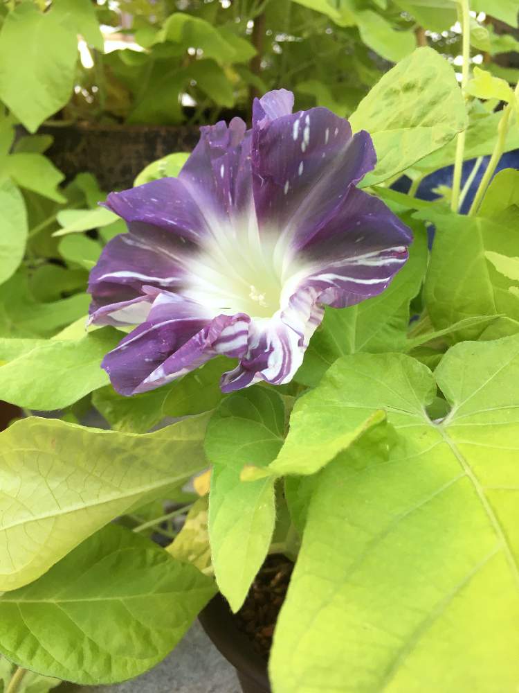 朝顔 の投稿画像 By Shoyaさん 和の趣と螺旋仕立てと朝顔 鹿苑と行灯仕立てとおうち園芸と花のある暮らし 月8月1日 Greensnap グリーンスナップ