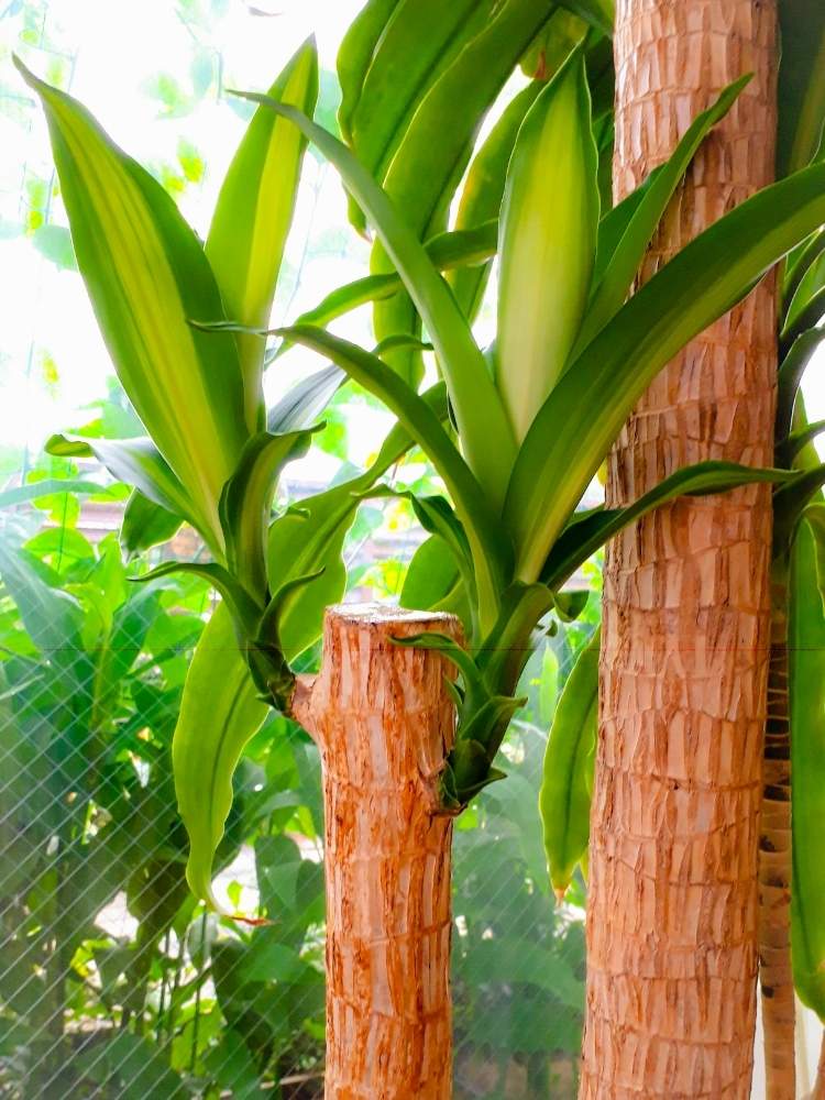 ドラセナ マッサンゲアナの投稿画像 By みうどんぶりさん 観葉植物と切り戻し後と緑のある暮らしと幸福の木 ドラセナマッサン とただいま成長中 と新芽とインテリアグリーン 月8月1日 Greensnap グリーンスナップ