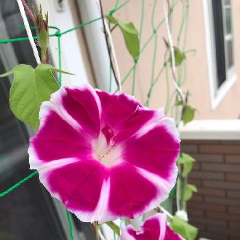 曜白朝顔の投稿画像一覧 Greensnap グリーンスナップ