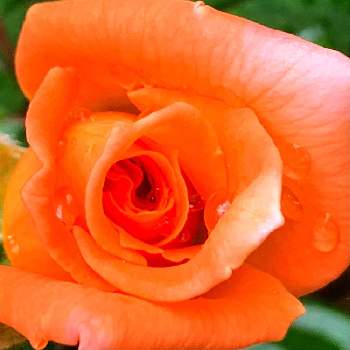 直立性の画像 by ハチさん | 小さな庭と四季咲きベッティナとハイブリッドティー.とお気に入りと直立性とおうち園芸とPWフォトコン2020と四季咲きと鮮やか と明るい色