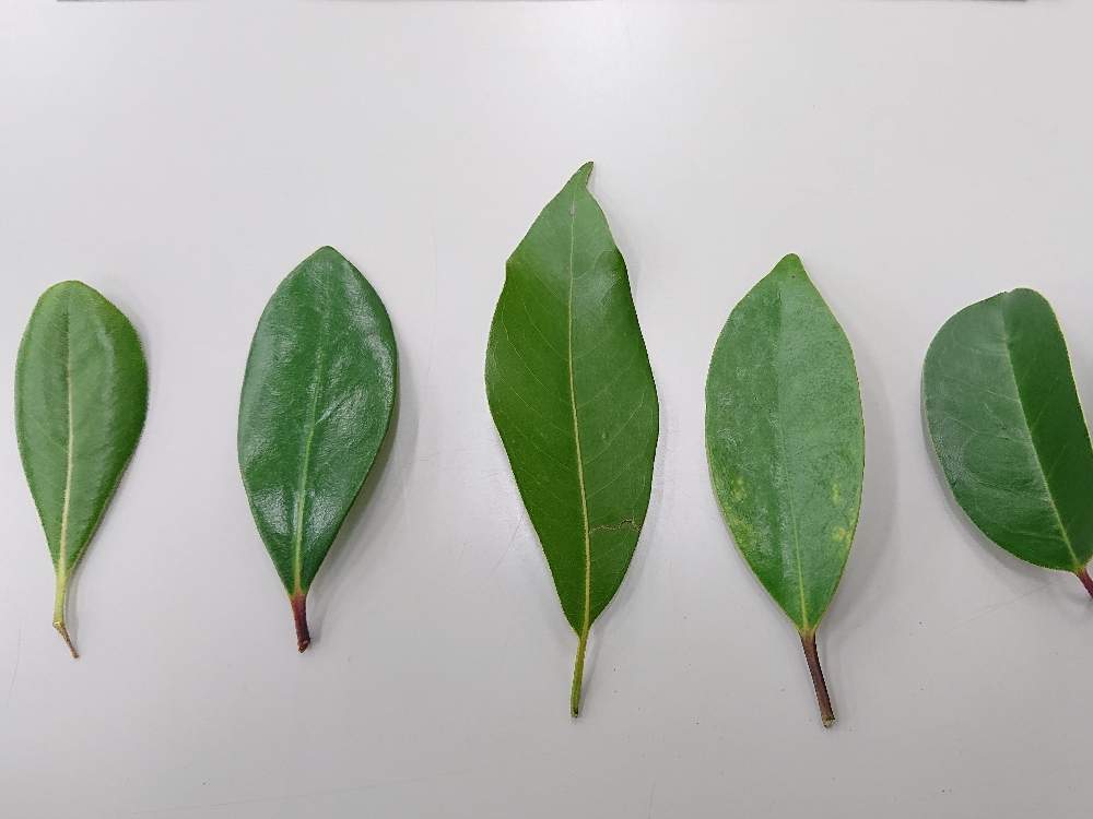 トベラの投稿画像 By シクロースさん モチノキとタブノキとモッコクとクロガネモチ 月8月1日 Greensnap グリーンスナップ