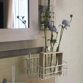 ブルーレースフラワー ディディスカス 空色レース草 の投稿画像一覧 Greensnap グリーンスナップ