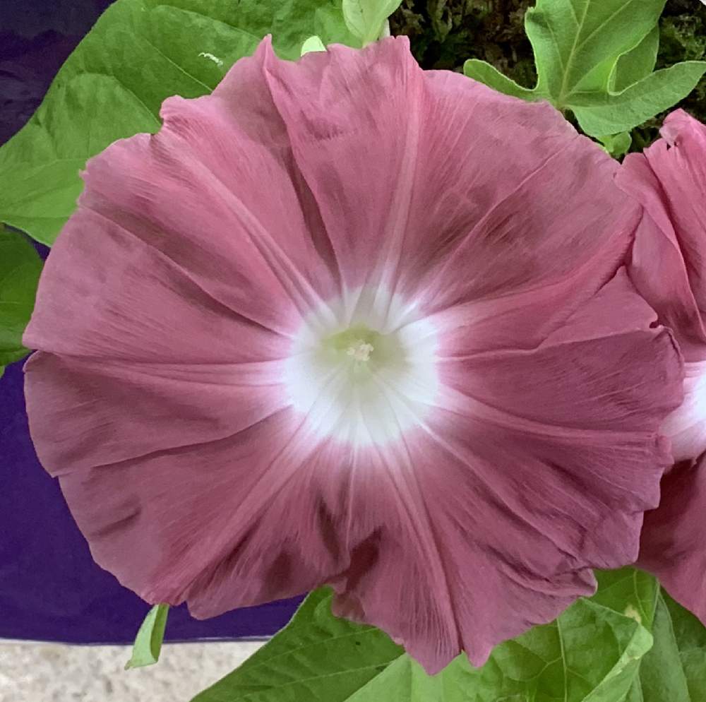 アサガオの投稿画像 By Poochanさん 朝顔団十郎と向島百花園 月8月1日 Greensnap グリーンスナップ