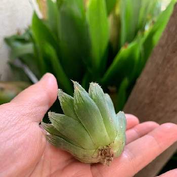 根腐れ の投稿画像一覧 Greensnap グリーンスナップ