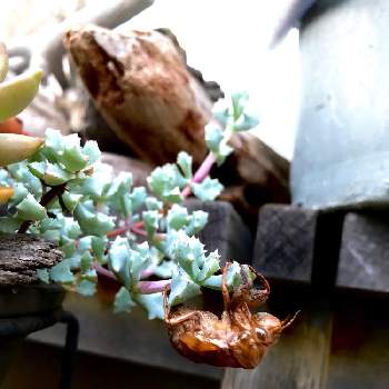 オスクラリア琴爪菊の画像 by ながさんさん | 小さな庭とオスクラリア琴爪菊とセミの脱け殻と多肉植物のある暮らしとおうち園芸とセミの羽化