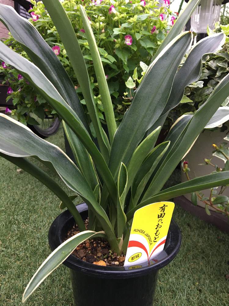 万年青の投稿画像 By ぷぷママさん 有田の万年青とおもとと娘へのプレゼントと娘の家へ と有田のおもと 月8月1日 Greensnap グリーンスナップ