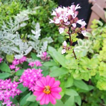 オレガノマルゲリータの画像 by クッキーさん | 小さな庭とジニア、ペンタス、ニチニチソウの寄せ植えとオレガノマルゲリータとおうち園芸と花のある暮らしと寄せ植えが好きと小さなお庭と可愛いね♡