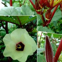 オクラ,紅オクラ,心に笑顔の花をの画像