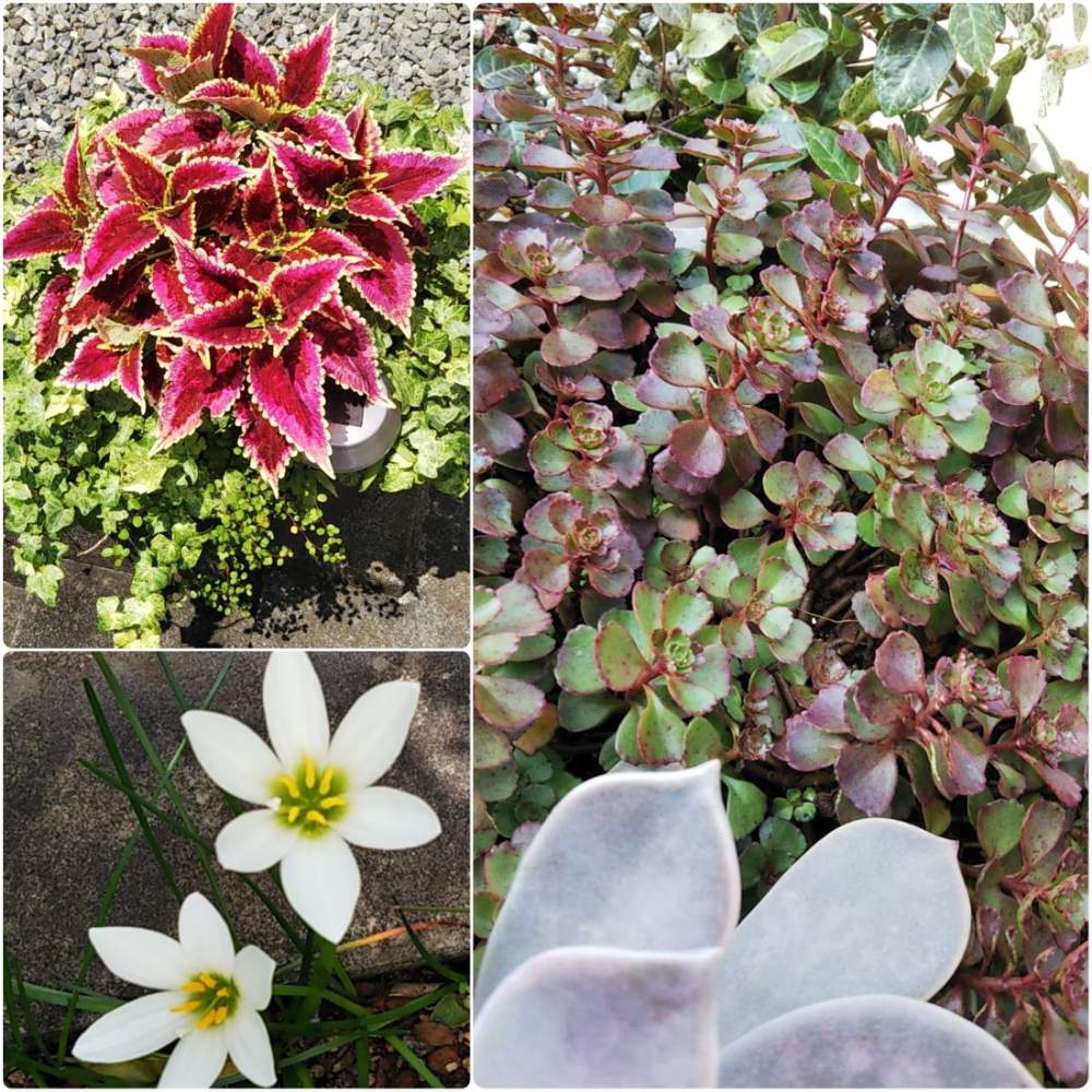 コリウスの投稿画像 By Sayokobaさん タマスダレとドラゴンズブラッドと多肉植物と雨ざらしと多肉植物のある暮らしとしぞーか勢とセダム属 月8月1日 Greensnap グリーンスナップ