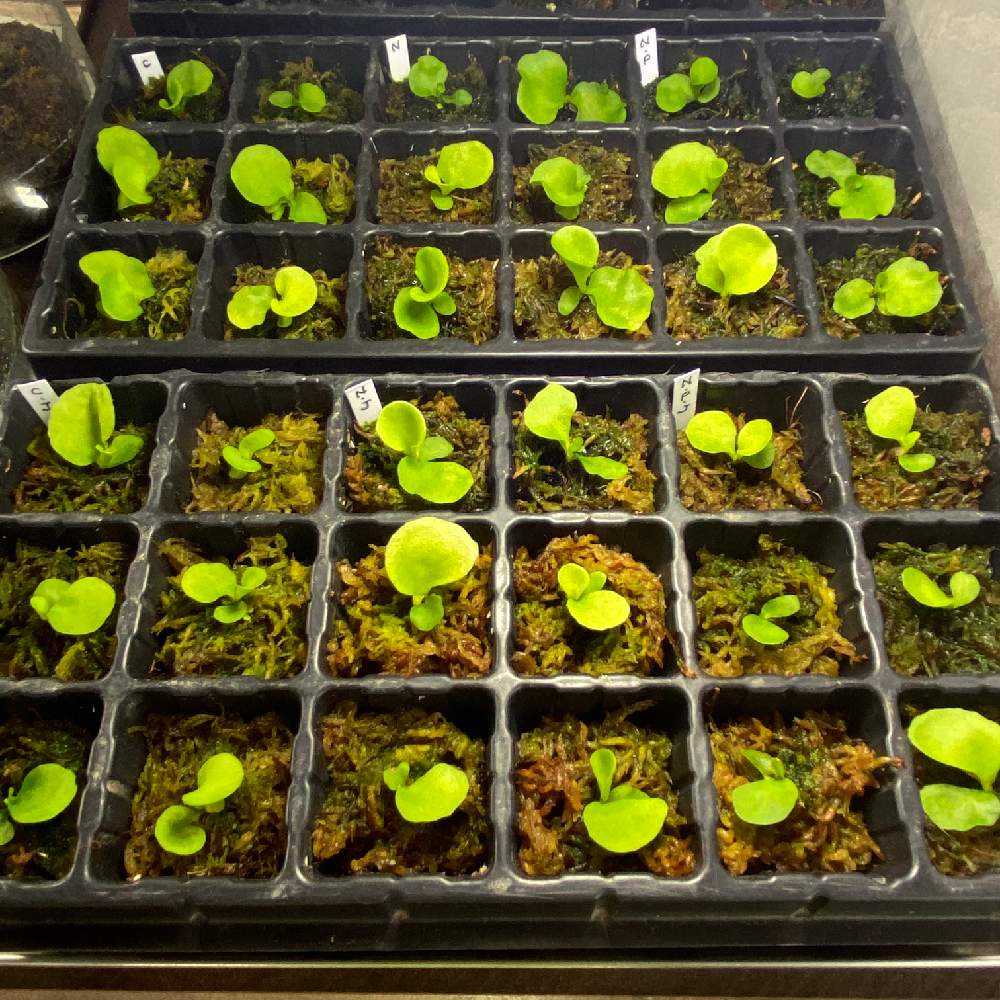 P. ridleyi 胞子培養 成長記録 2023.8.5 🔚🔚🔚｜🍀GreenSnap