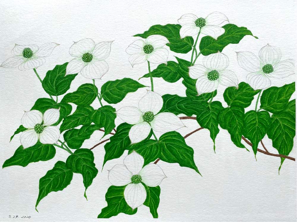 ヤマボウシの投稿画像 By Kapponさん 水彩画と花のある暮らしと植物画 月8月1日 Greensnap グリーンスナップ