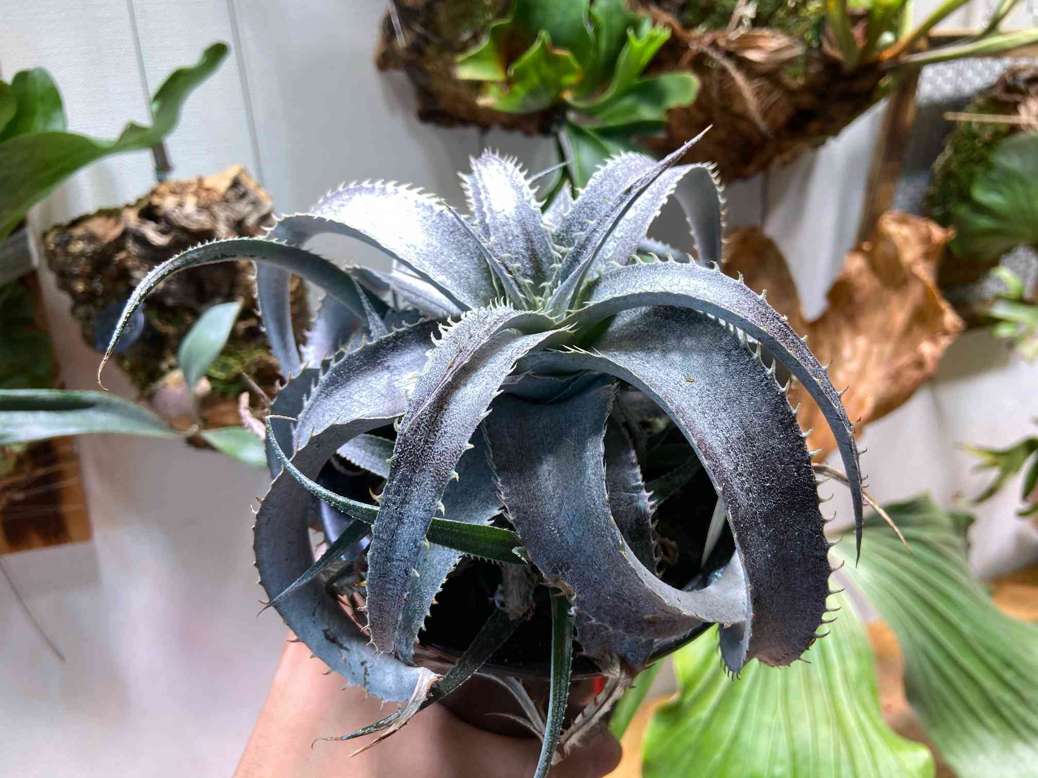初ディッキア マルニエルラポストレイ 紫肌 Dyckia marnier