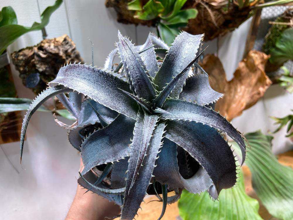 初ディッキア マルニエルラポストレイ 紫肌 Dyckia marnier
