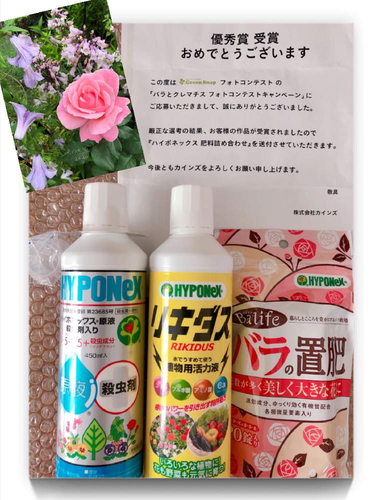 クレマチスの投稿画像 By Rosa Sさん バラとペンステモンとハイポネックス液体活力剤 リキダスとカインズ Greensnapとハイポネックスとおうち園芸と受賞 当選賞品 と花のある暮らしと北海道とハイポネックス殺虫剤入りとハイポネックス バラの置肥 月8月1日