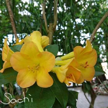 マレーシアシャクナゲの画像 by sachiさん | お出かけ先とシャクナゲとマレーシアシャクナゲと最前線のあなたへと樹木の花と小さな希望とコロナに負けるな！と#最前線のあなたへと希望の輝きと今日の花便りと花のある暮らし