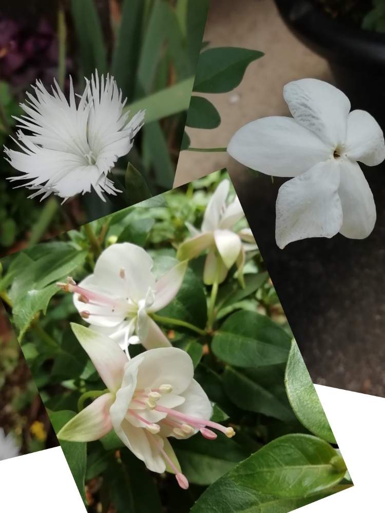 カワラナデシコの投稿画像 By クニムさん ホワイトプリンセスとフクシア プーニーと良い香りと晴れた W とまいがーでんとおうち園芸 月8月1日 Greensnap グリーンスナップ