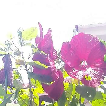 アメリカン芙蓉の画像 by rinaさん | 小さな庭とアメリカン芙蓉