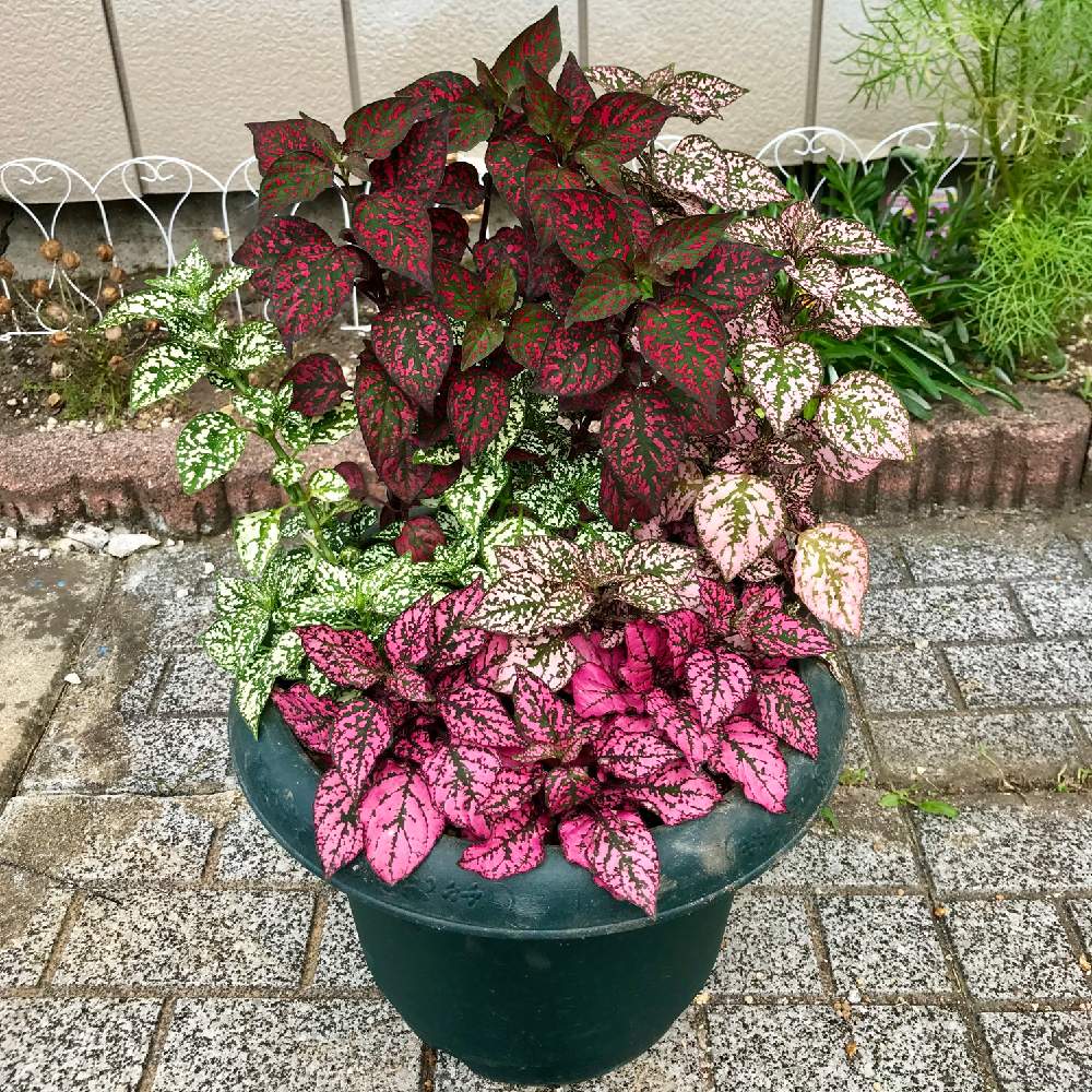 ヒポエステスの投稿画像 By Ibukiさん 栄養系ヒポエステスとお花のある暮らしとpwとおうち園芸 月8月1日 Greensnap グリーンスナップ