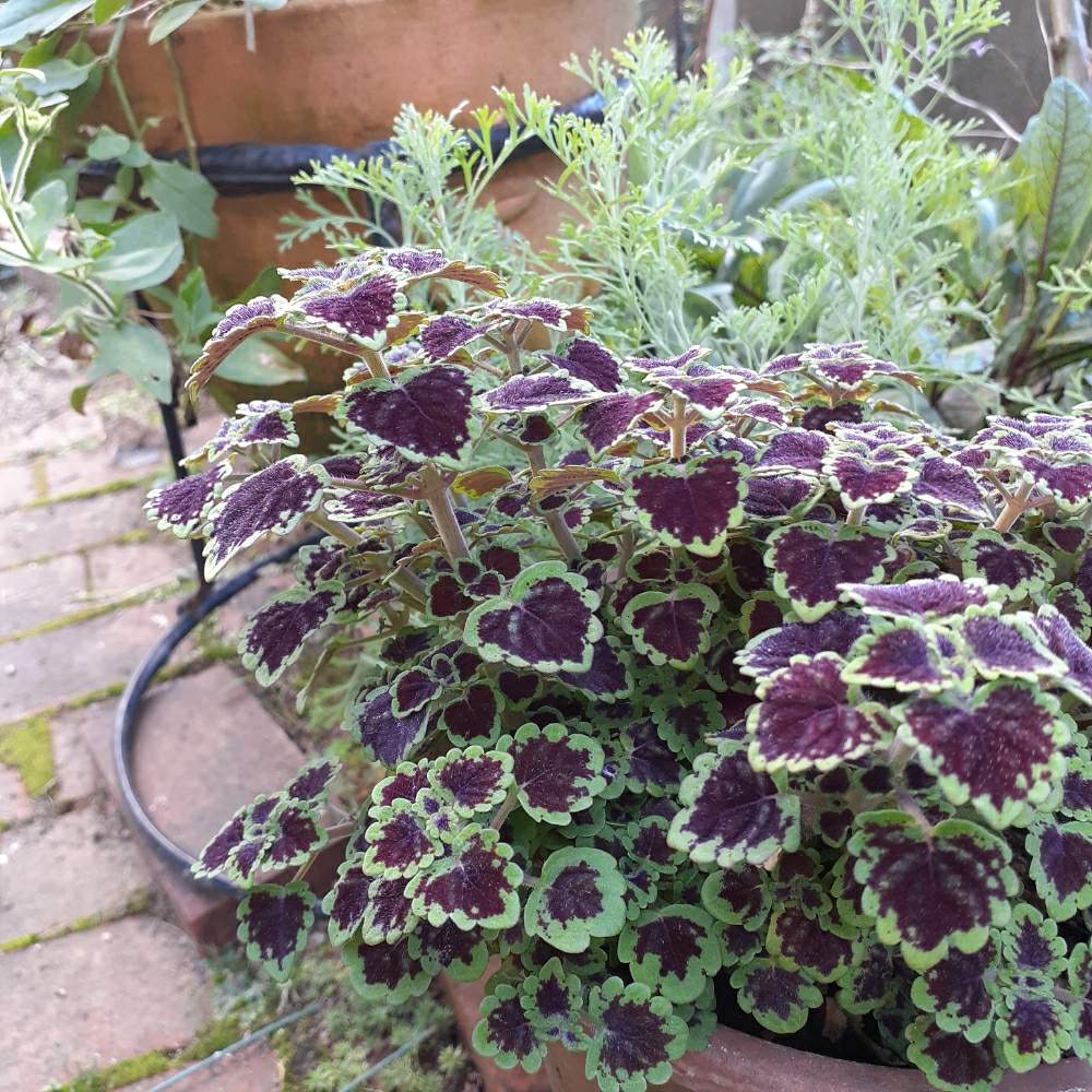 コリウスの投稿画像 By くろのわーるんさん 栄養系コリウスとコリウス グレートフォール アラマレとカラーリーフと新入りさん 月8月1日 Greensnap グリーンスナップ