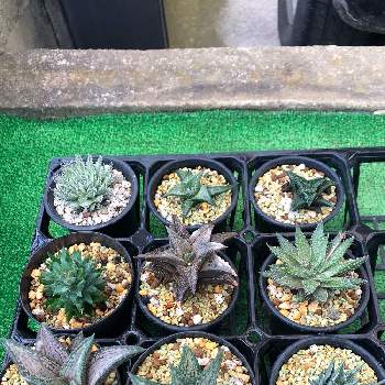 ハオルチア錦帯橋の投稿画像一覧 Greensnap グリーンスナップ