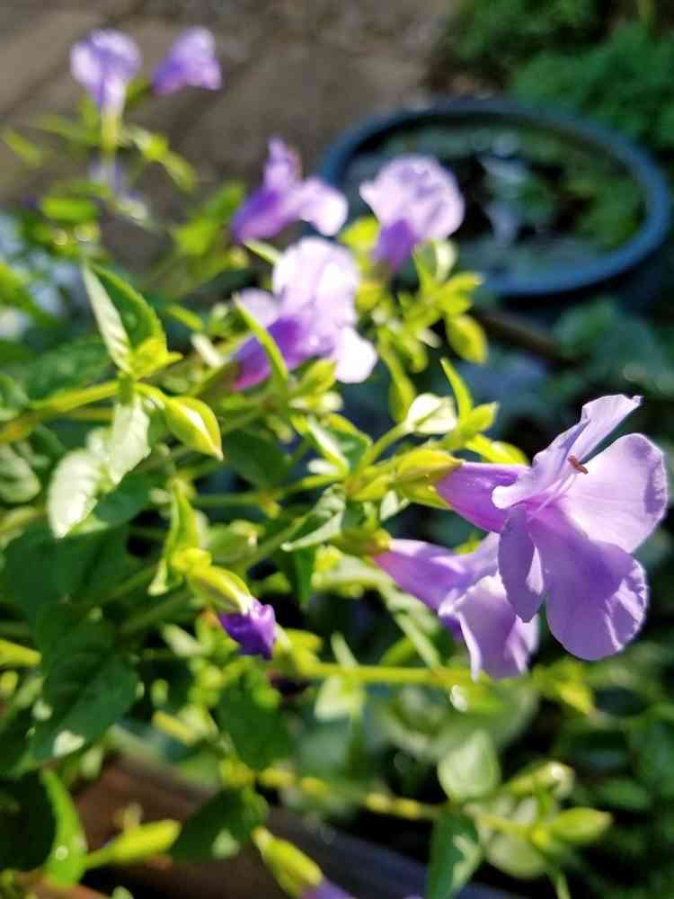 🌱挿し芽&挿し木🌱でふやそう🙋｜🍀GreenSnap（グリーンスナップ）