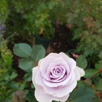 2020 くまし バラの画像 by くましさん | 小さな庭とバラ　ブルーグラビティと北海道と薔薇愛同盟と2020 くまし バラとロサオリ新品種